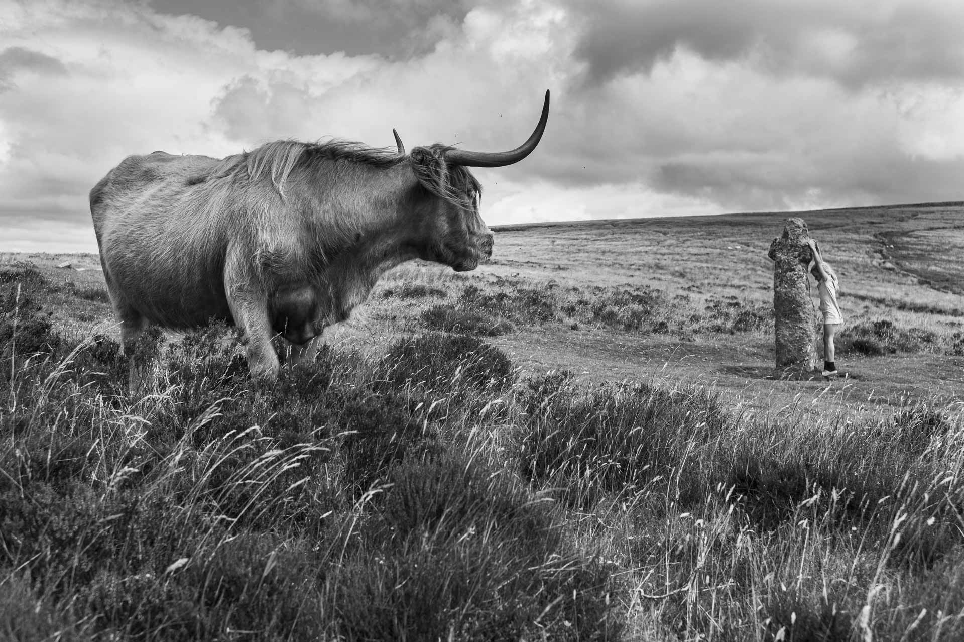 Fotografie z cyklu Evropský deník – Kráska a zvíře, Dartmoor, Anglie, 2016